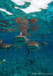 Reef sharks swim at the camera by Becky Kagan 